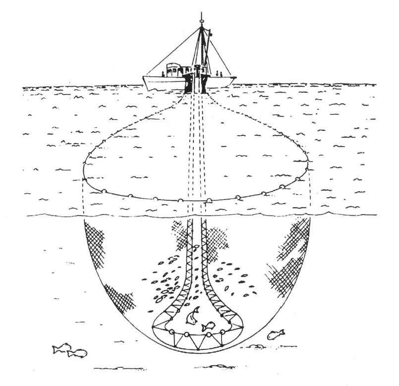 2 Slipping operations in different purse seine fisheries: (a)... | Download  Scientific Diagram