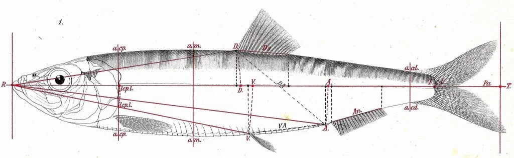 Rigby's Encyclopaedia of the Herring SURSTRÖMMING - Rigby's Encyclopaedia  of the Herring